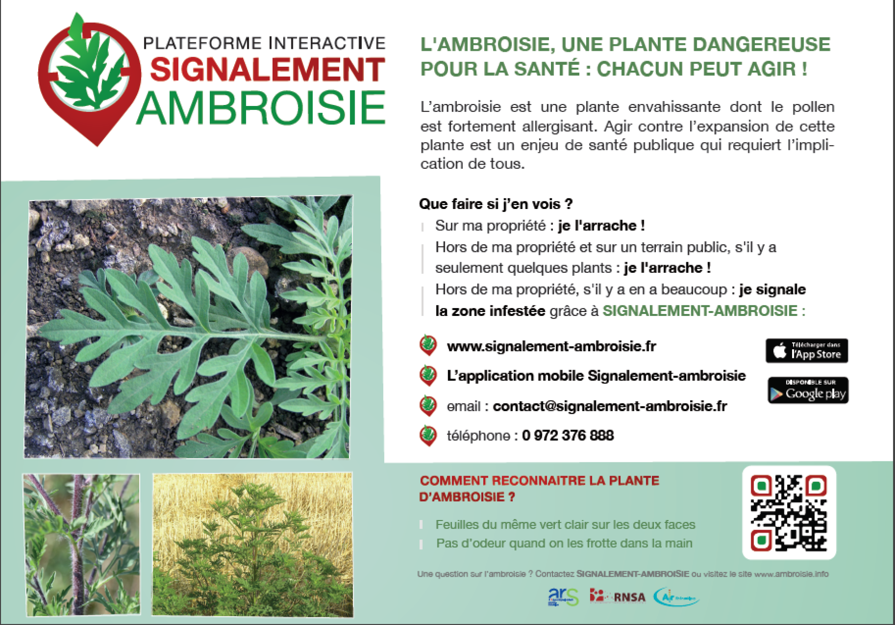 signalement ambroisie