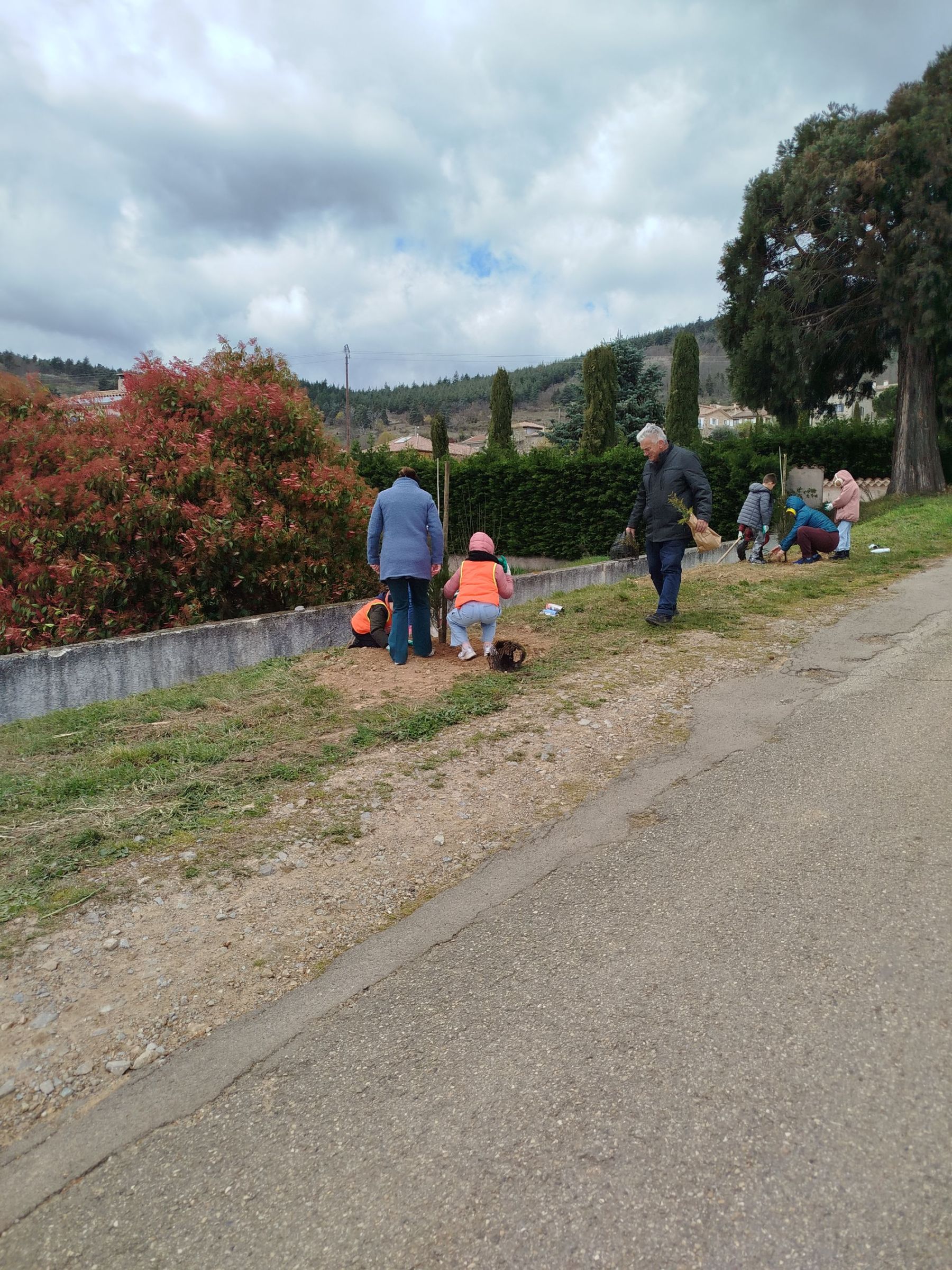 plantations de séquoias