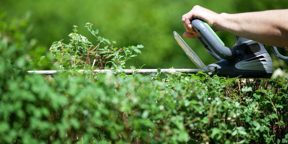 taille-haies.jpg