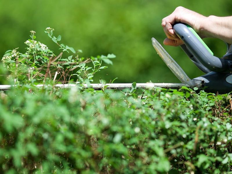 taille-haies.jpg